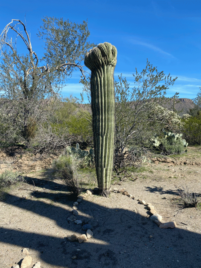 Crested-Saguaro